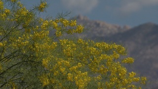 Tucson worst in the West for allergies